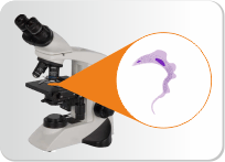 Tripanosoma